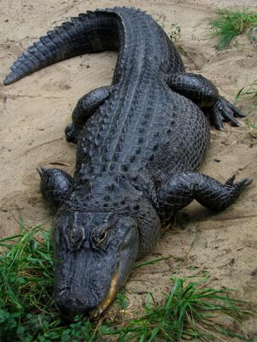 American Alligator American Alligator