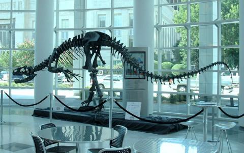 Allosaurus fossil skeleton
