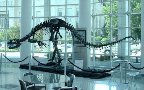Allosaurus fossil skeleton Allosaurus fossil skeleton