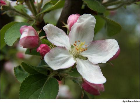 Apple blossom Apple blossom
