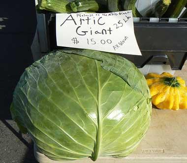 Giant Alaskan cabbage 