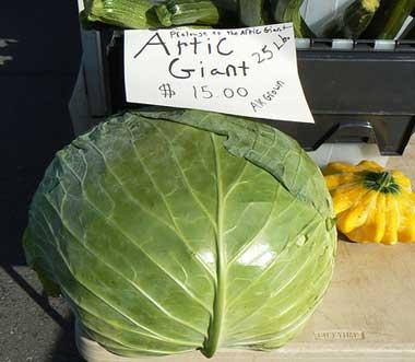 Giant Alaskan cabbage Giant Alaskan cabbage