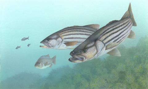 Striped bass Striped bass