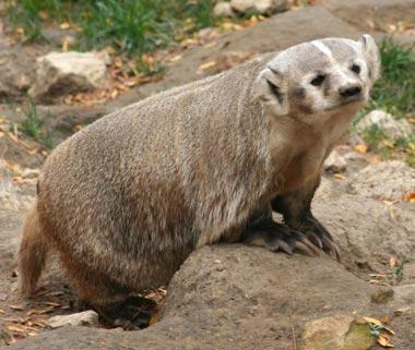 Badger in Madison, Wisconsin Badger in Madison, Wisconsin