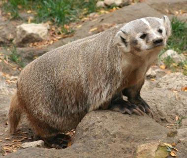 Wisconsin State Nickname The Badger State