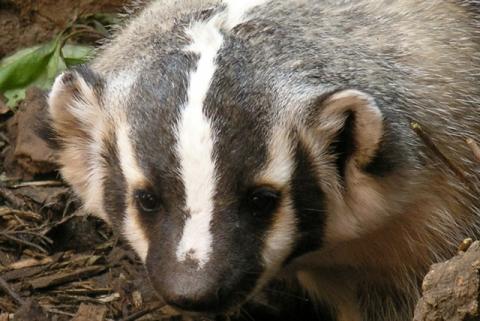 Badger Badger portrait