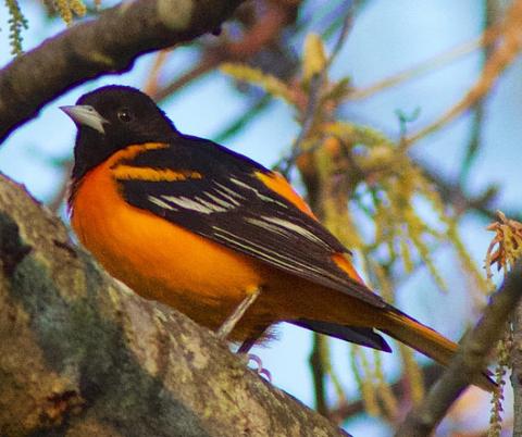 Baltimore oriole Baltimore oriole