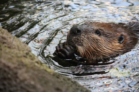 Beaver face and hands Beaver face and hands