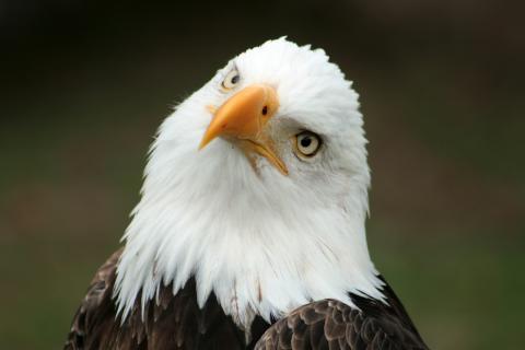 American bald eagle American bald eagle; our national bird