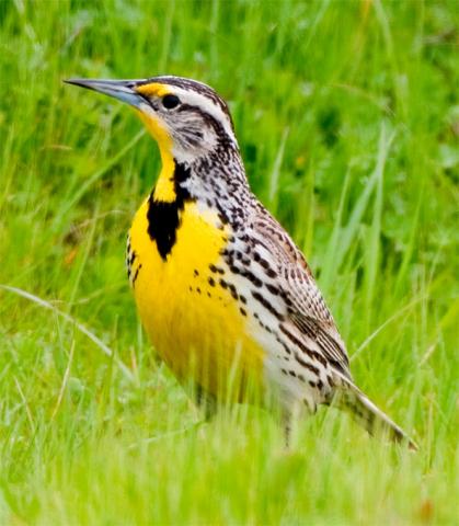 Western meadowlark Western meadowlark