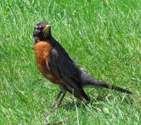 American Robin American Robin (Turdus migratorius)
