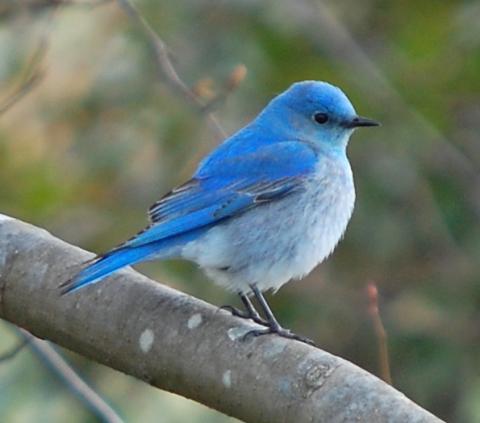 Mountain bluebird (male) Mountain bluebird (male)