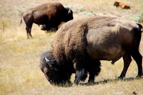 Our national mammal Bison; National Bison Range, near St. Ignatius, MT.
