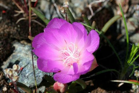 Bitterroot flower Bitterroot flower (Lewisia rediviva)