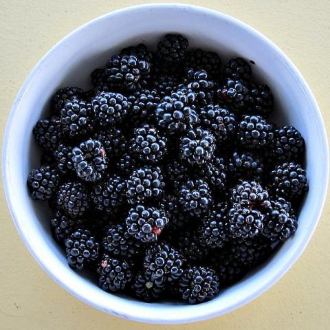 Bowl of blackberries Bowl of blackberries