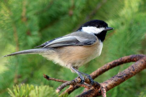 Black-capped chickadee Black-capped chickadee