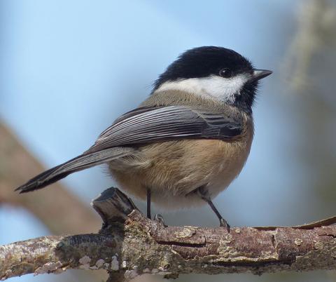 Black-capped chickadee Black-capped chickadee