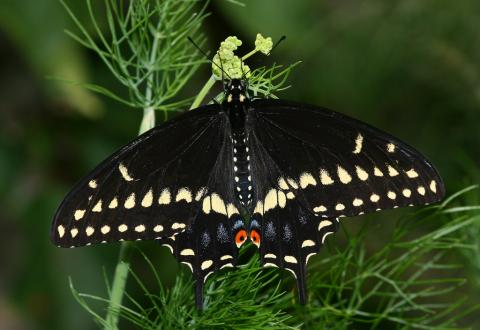 Male black swallowtail butterfly (Papilio polyxenes)