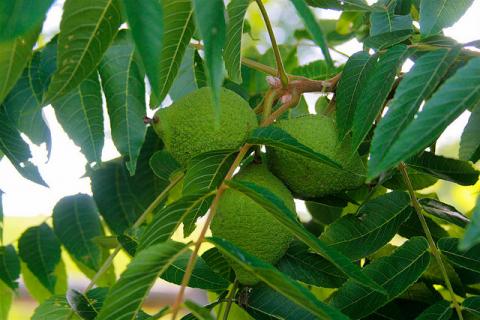 Black walnuts on the tree Black walnuts on the tree