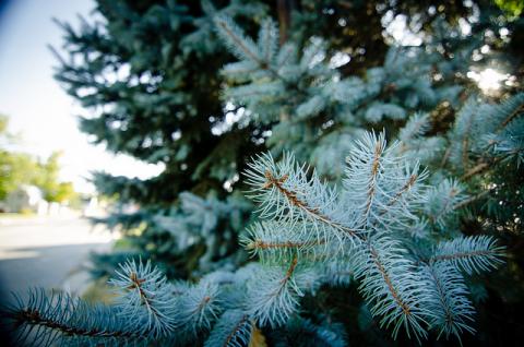 Blue spruce tree Blue spruce tree