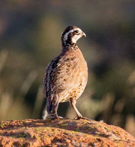 Bobwhite quail Bobwhite quail