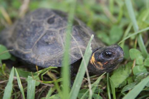 Bog turtle; reptile symbol of New Jersey
