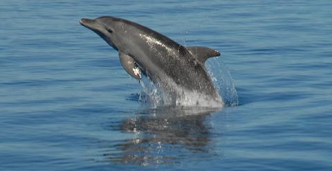 Bottlenose dolphin Bottlenose dolphin
