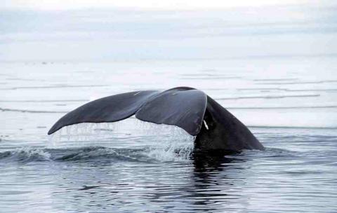 Bowhead whale Bowhead whale
