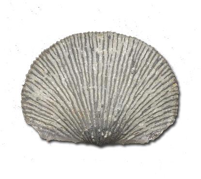 Brachiopod fossil