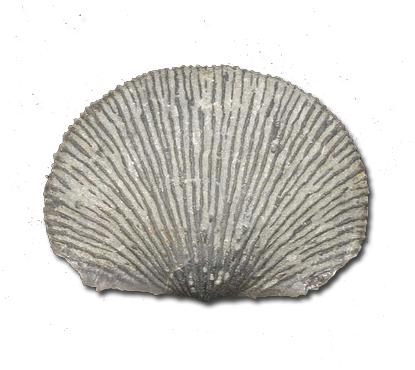 Brachiopod fossil Brachiopod fossil
