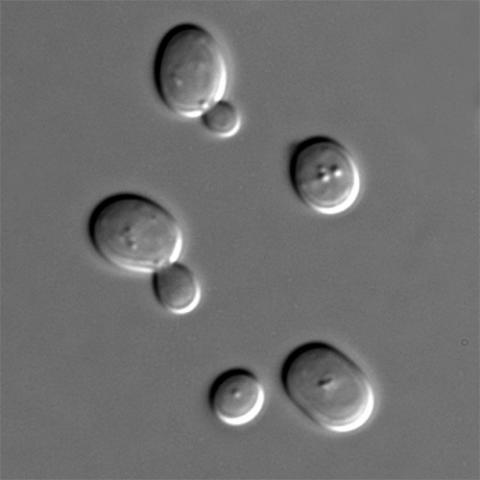 Brewer's yeast cells Brewer's yeast cells