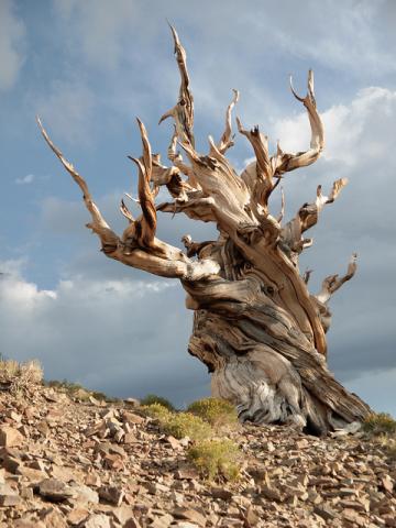 Bristlecone pine tree trunk Bristlecone pine tree trunk
