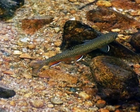 Brook trout Brook trout