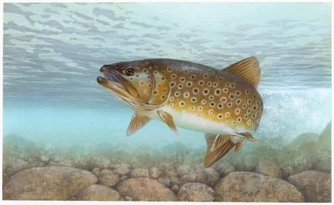 Brook trout Brook trout