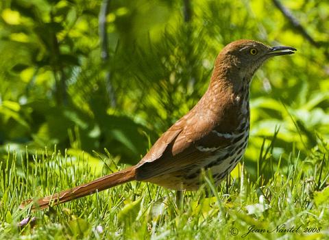 Brown thrasher Brown thrasher