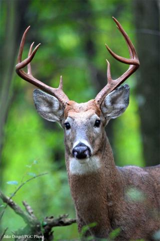 White-tailed deer buck White-tailed deer buck