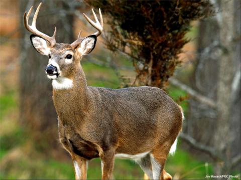 White-tailed deer buck White-tailed deer buck
