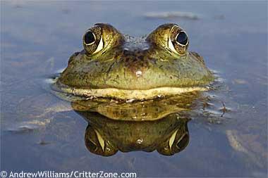 North American bullfrog North American Bullfrog