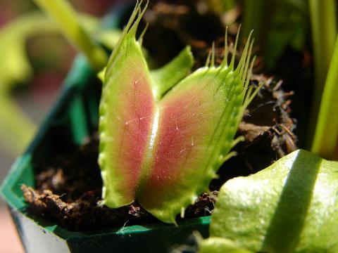 Venus flytrap Venus flytrap