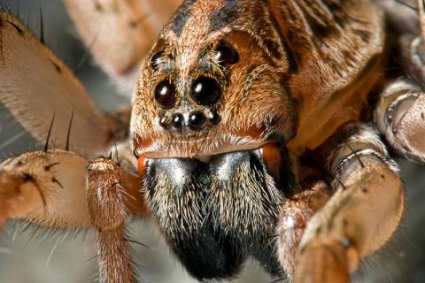 Carolina wolf spider Carolina wolf spider