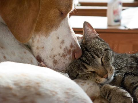 Napping dog and cat Cat and dog nap together