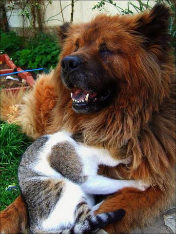 BFF dog and cat