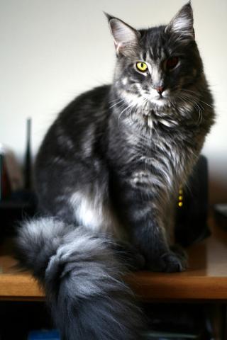 Maine coon cat Maine coon cat