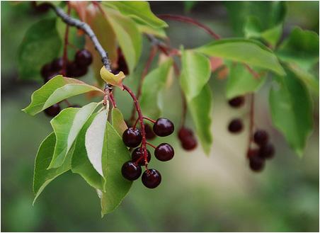 Chokecherries Chokecherries in the Black Hills forest region of South Dakota