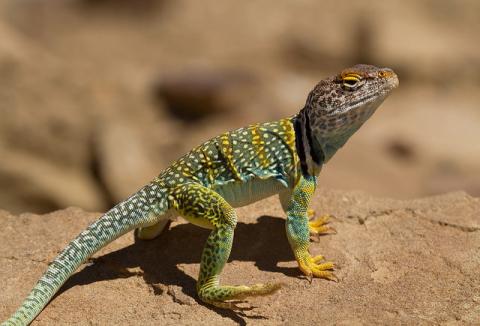 Collared lizard (Crotaphytus collaris) Collared lizard (Crotaphytus collaris)