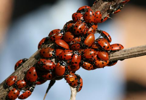 Convergent lady beetle Convergent lady beetle (ladybug)