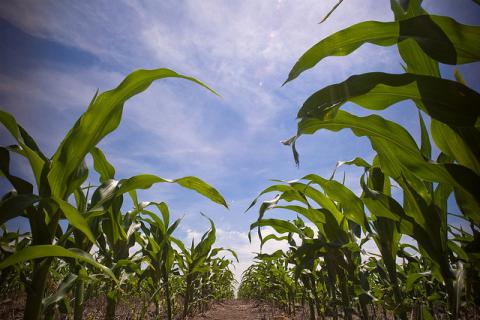 Corn field Corn field and blue sky