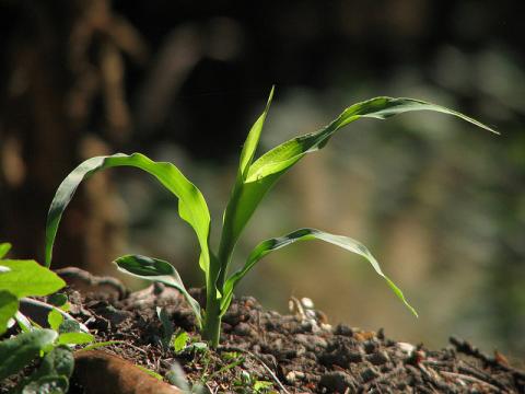 Corn seedling Corn seedling