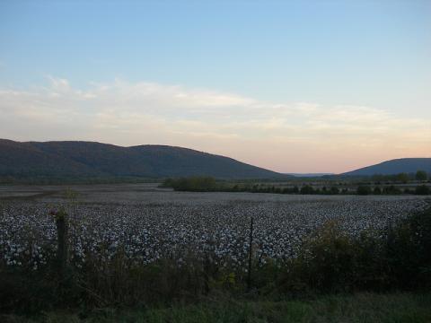 Alabama cotton field Alabama cotton field