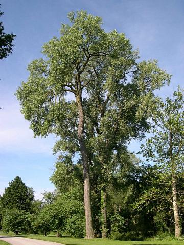 Eastern Cottonwood tree (Populus deltoides)